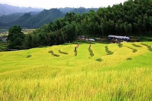 欧家梯田最新,欧家梯田最新发展动态与魅力展现，欧家梯田最新发展动态及魅力展现揭秘